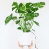 Monstera Deliciosa Xl - Set Van 2 - Gatenplant – Image 2