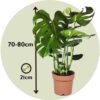 Monstera Deliciosa Xl - Set Van 2 - Gatenplant – Image 3