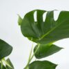 Monstera Deliciosa Xl - Set Van 2 - Gatenplant – Image 6