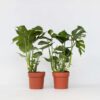 Monstera Deliciosa Xl - Set Van 2 - Gatenplant – Image 7