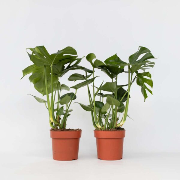 Monstera Deliciosa Xl - Set Van 2 - Gatenplant – Image 7
