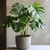 Monstera Deliciosa Xl - Set Van 2 - Gatenplant – Image 9