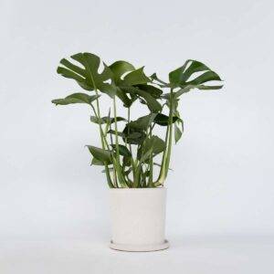 Monstera Deliciosa Xl - Gatenplant