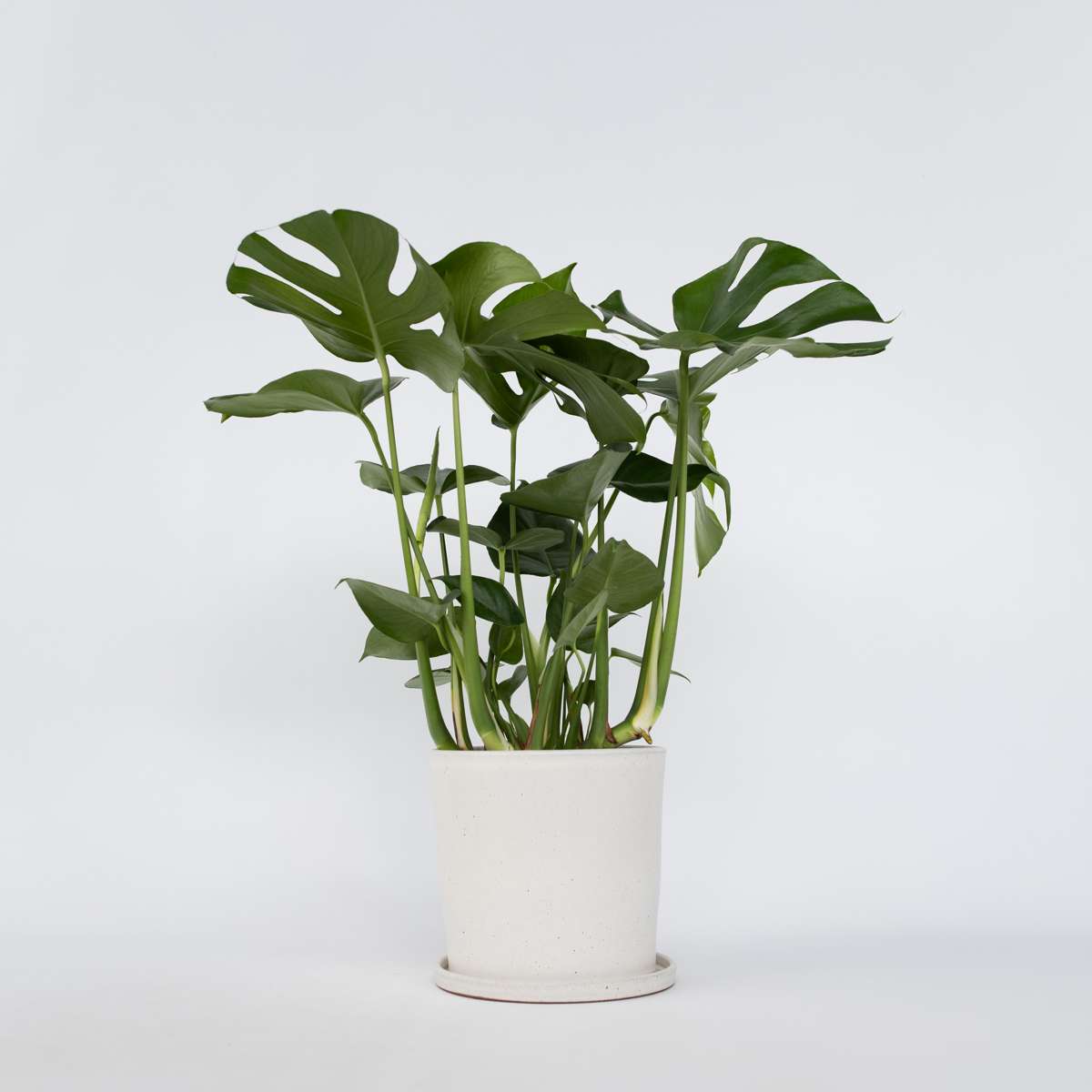 Monstera Deliciosa Xl – Gatenplant