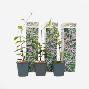 Jasmin rose - Set de 3 - Grimpantes