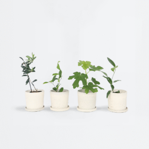 Arbustes méditerranéens  - Set de 4