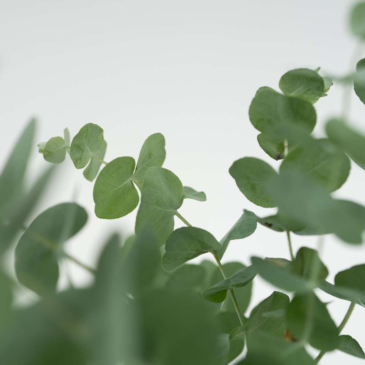 Eucalyptus Pulverulenta 'Baby Blue' - Set de 6 – Image 4