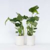 Monstera Deliciosa - Set de 2 ⬆️ 50cm