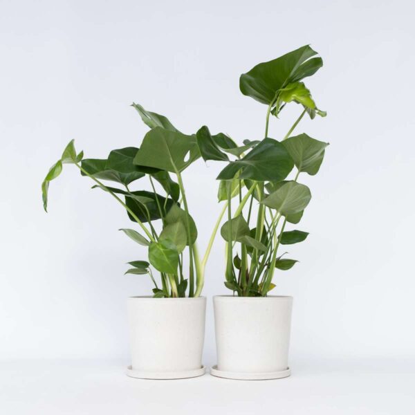 Monstera Deliciosa - Set de 2 ⬆️ 50cm
