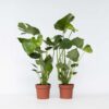 Monstera Deliciosa - Set de 2 ⬆️ 50cm – Image 7
