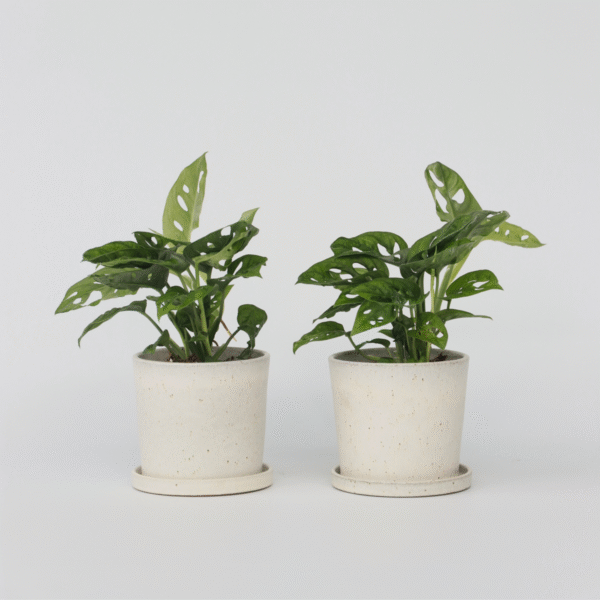 Masque Monstera Monkey - Set de 2