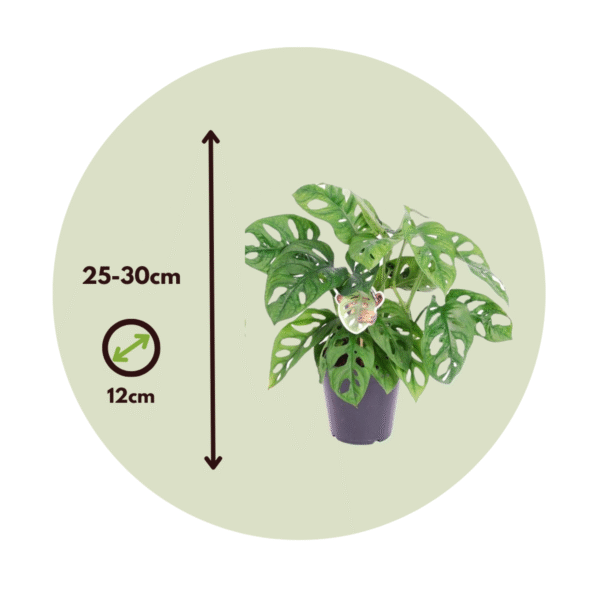 Masque Monstera Monkey - Set de 2 – Image 3