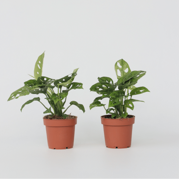 Masque Monstera Monkey - Set de 2 – Image 5