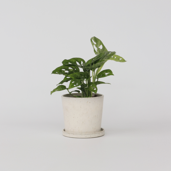 Monstera Monkey Mask - ⬆️ 25cm