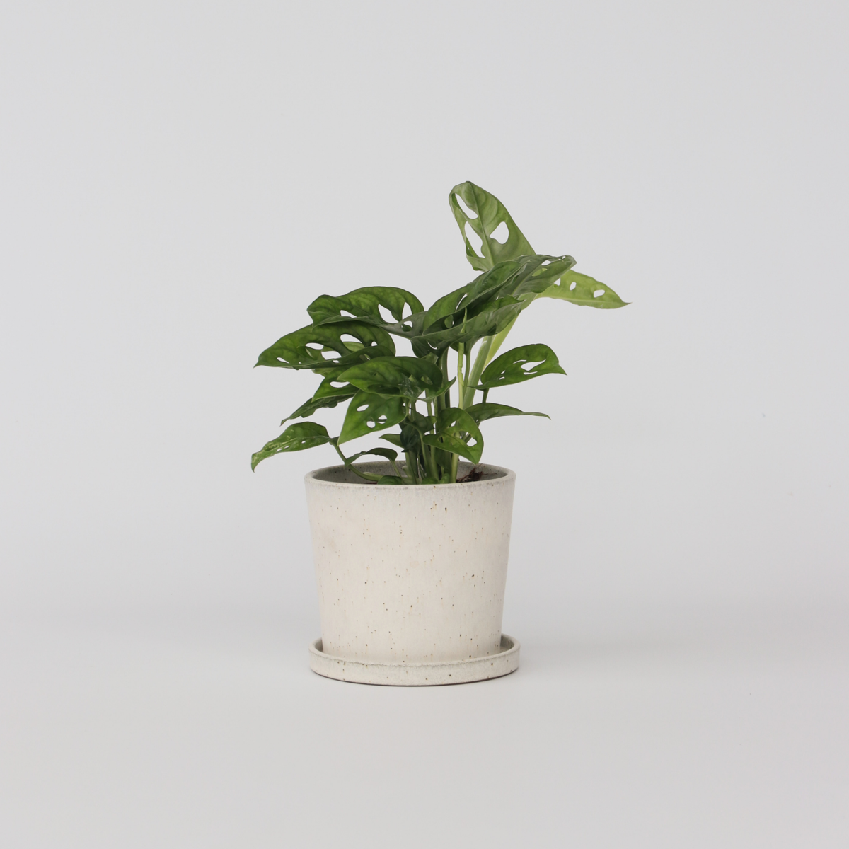 Monstera Monkey Mask - ⬆️ 25cm