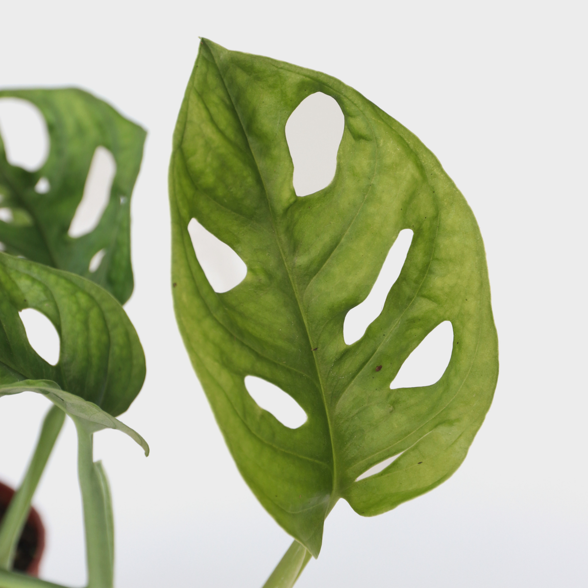 Monstera Monkey Mask - ⬆️ 25cm – Image 4