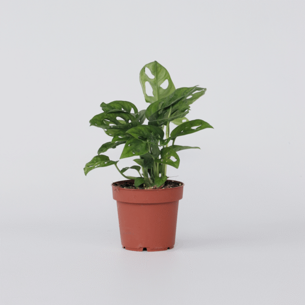 Monstera Monkey Mask - ⬆️ 25cm – Image 5