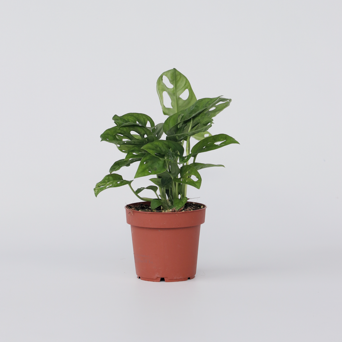 Monstera Monkey Mask - ⬆️ 25cm – Image 5