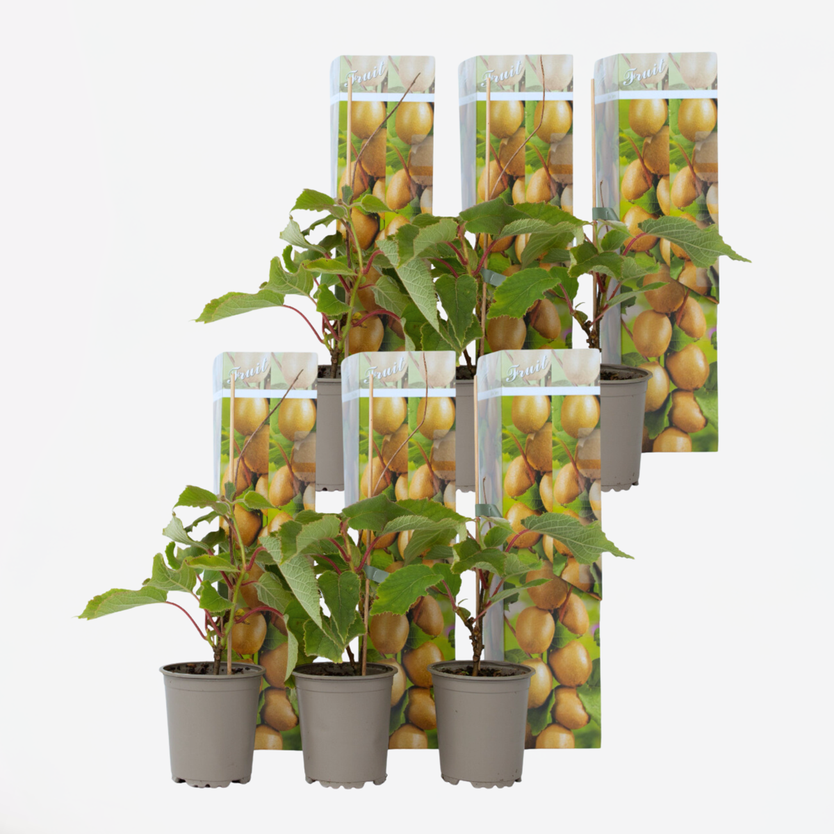 Kiwi Actinidia ‘Jenny’ – Set Van 6 – Kiwiplanten