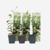 Jasmin toscan blanc - Set de 3