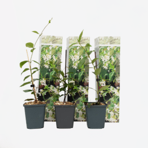Jasmin toscan blanc - Set de 3