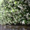 Jasmin toscan blanc - Set de 3 – Image 2