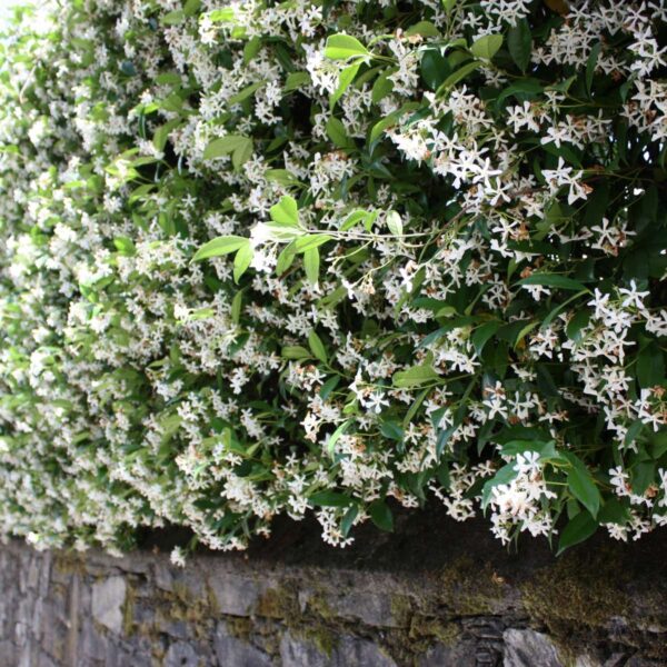 Jasmin toscan blanc - Set de 3 – Image 2