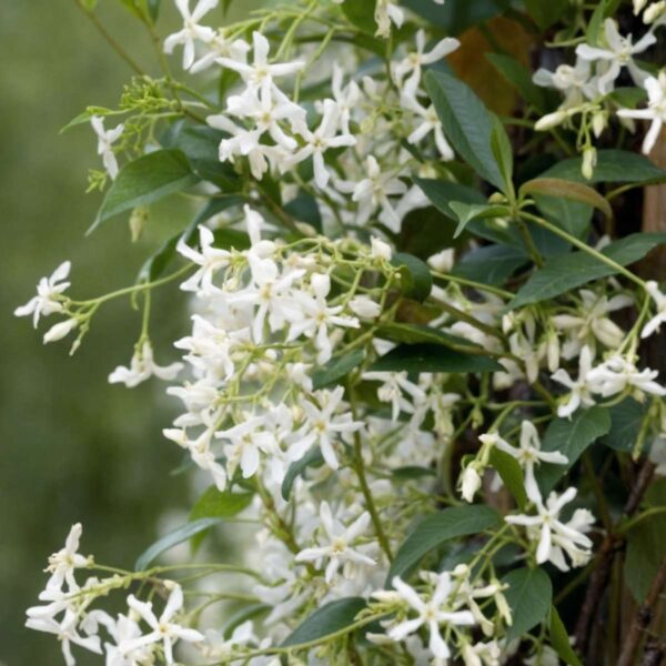 Jasmin toscan blanc - Set de 3 – Image 4