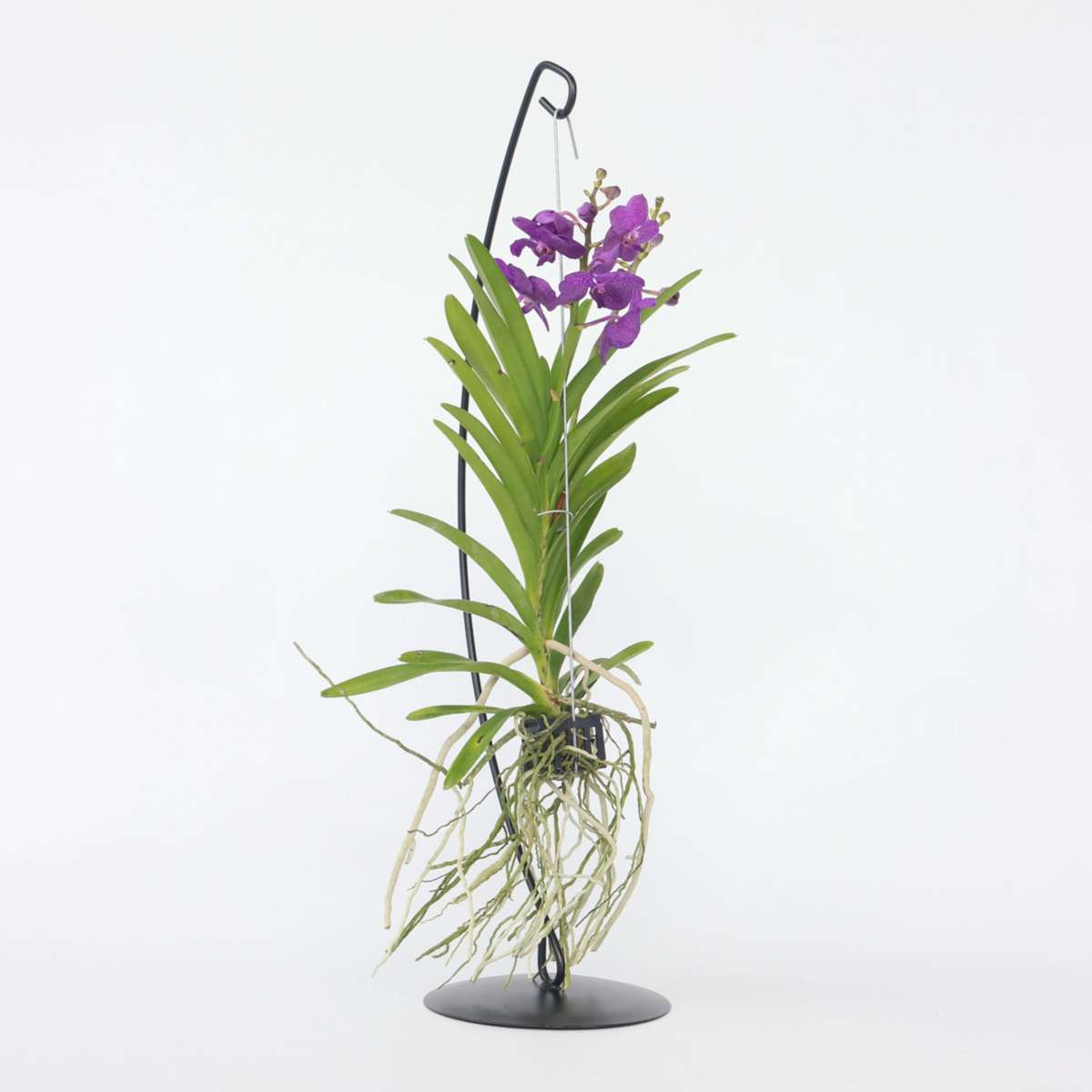 Vanda avec standard – Bleu