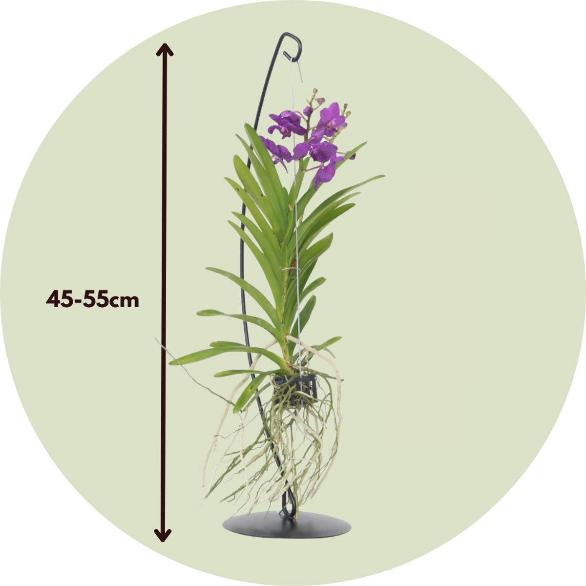Vanda avec standard - Bleu – Image 2
