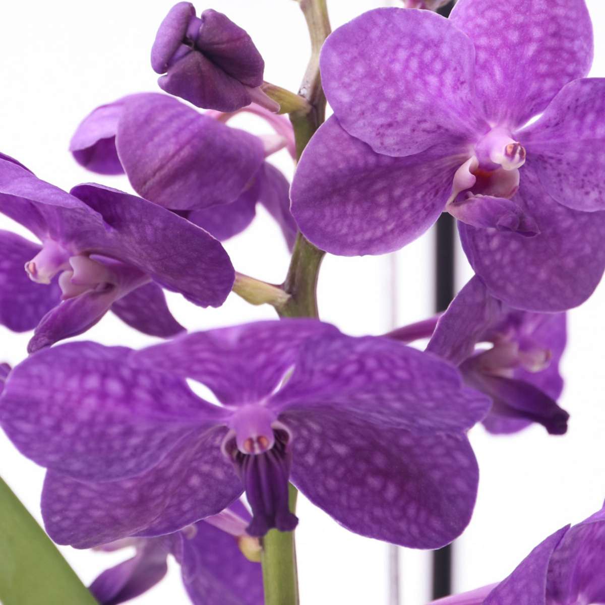 Vanda avec standard - Bleu – Image 3