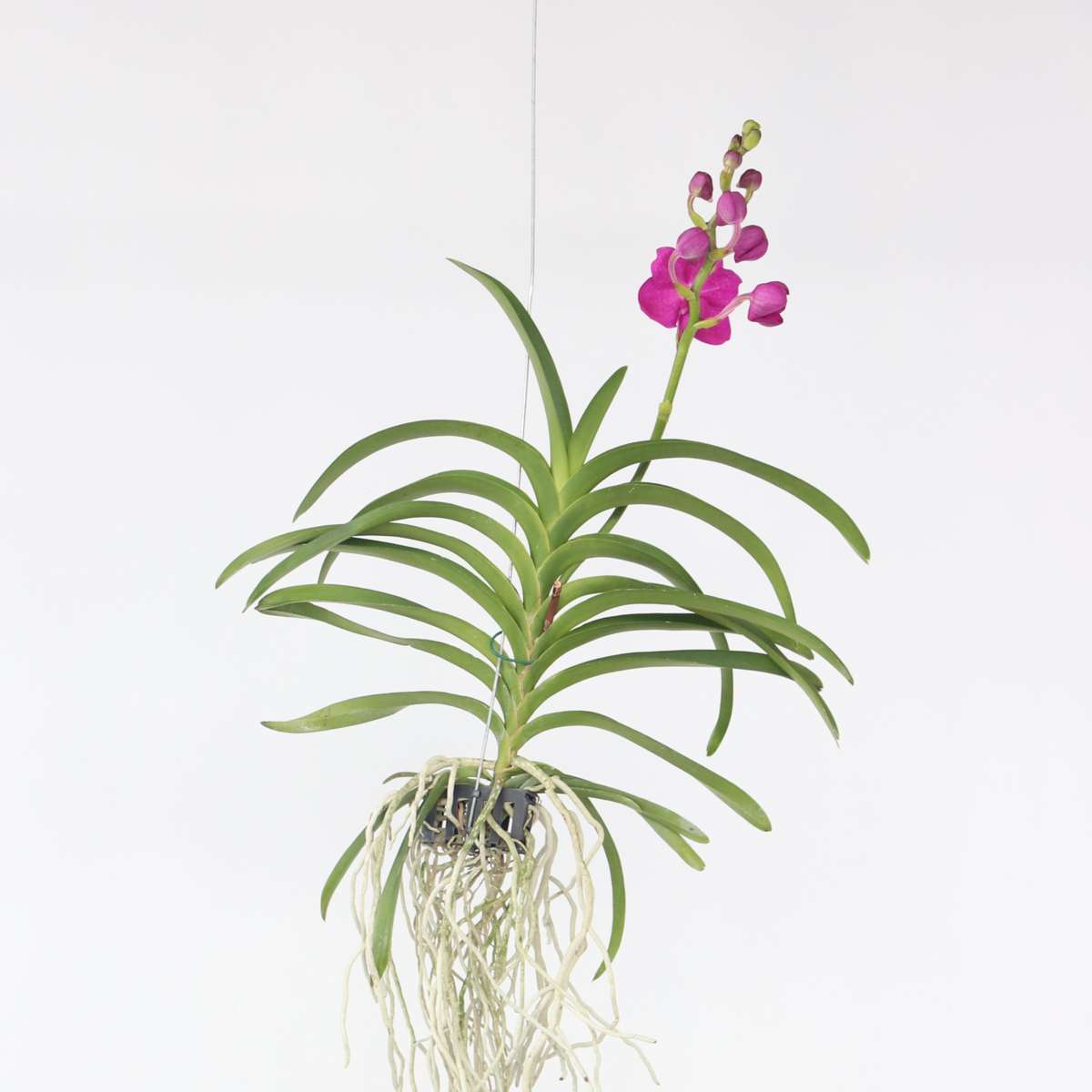 Vanda Orchidée – Rose – L