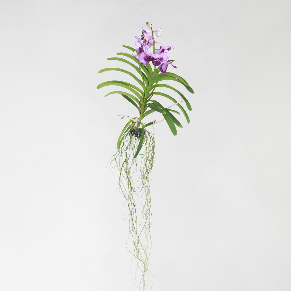 Vanda Orchidée – Lila – L