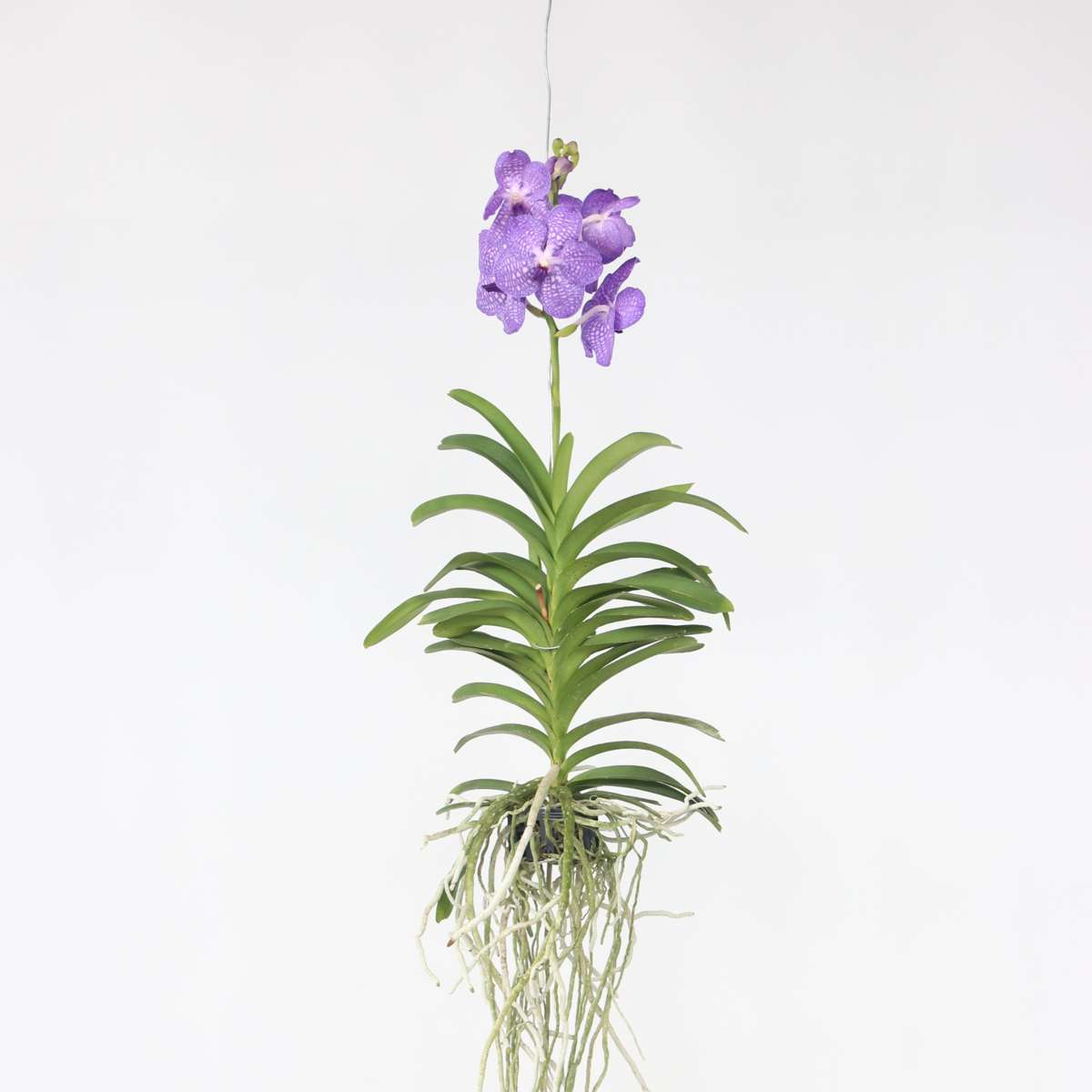 Vanda Orchidée – Bleu – L