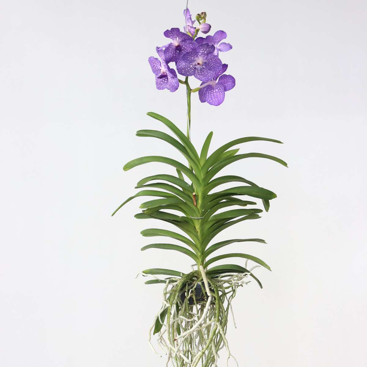 Vanda Magic Xxl – Bleu roi