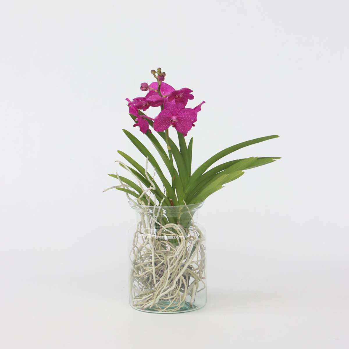 Vanda ‘Bose’ en vase – Orchidée – Cerise