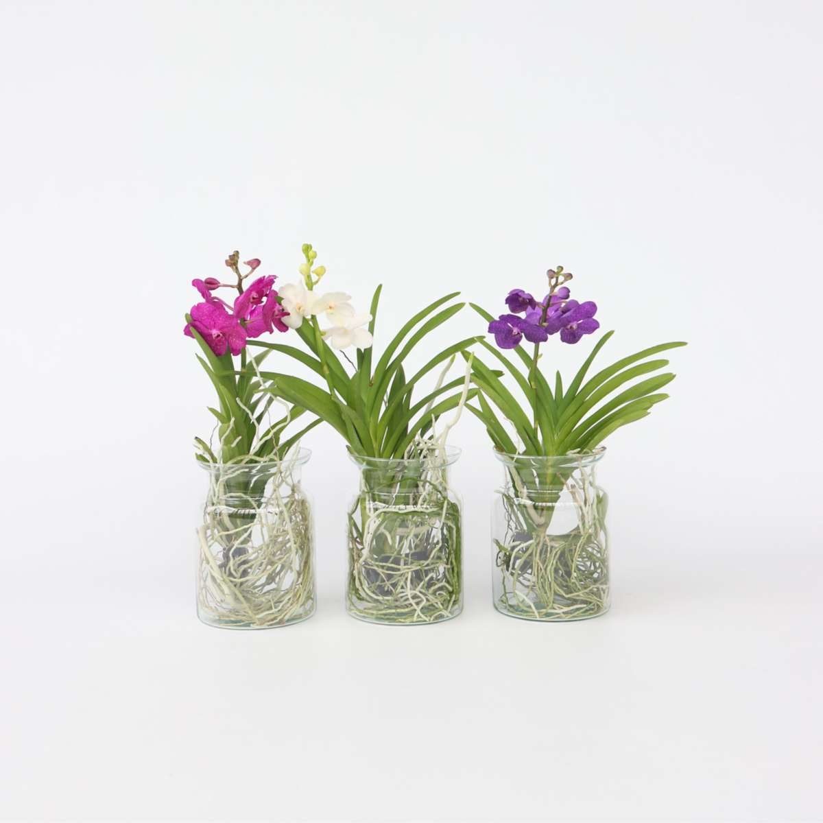 Vanda 'Bose' en vase - Orchidée - Cerise – Image 2