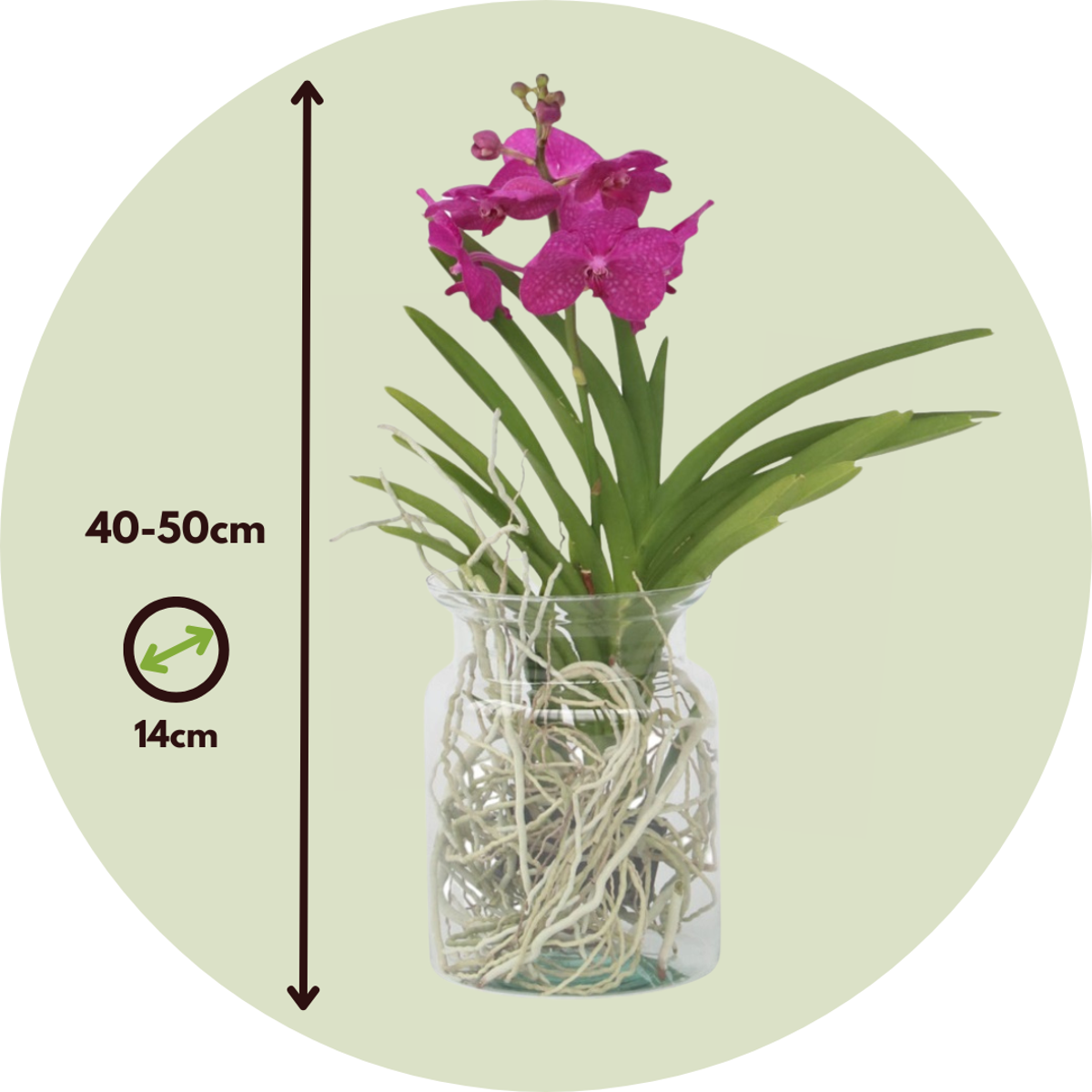 Vanda 'Bose' en vase - Orchidée - Cerise – Image 3
