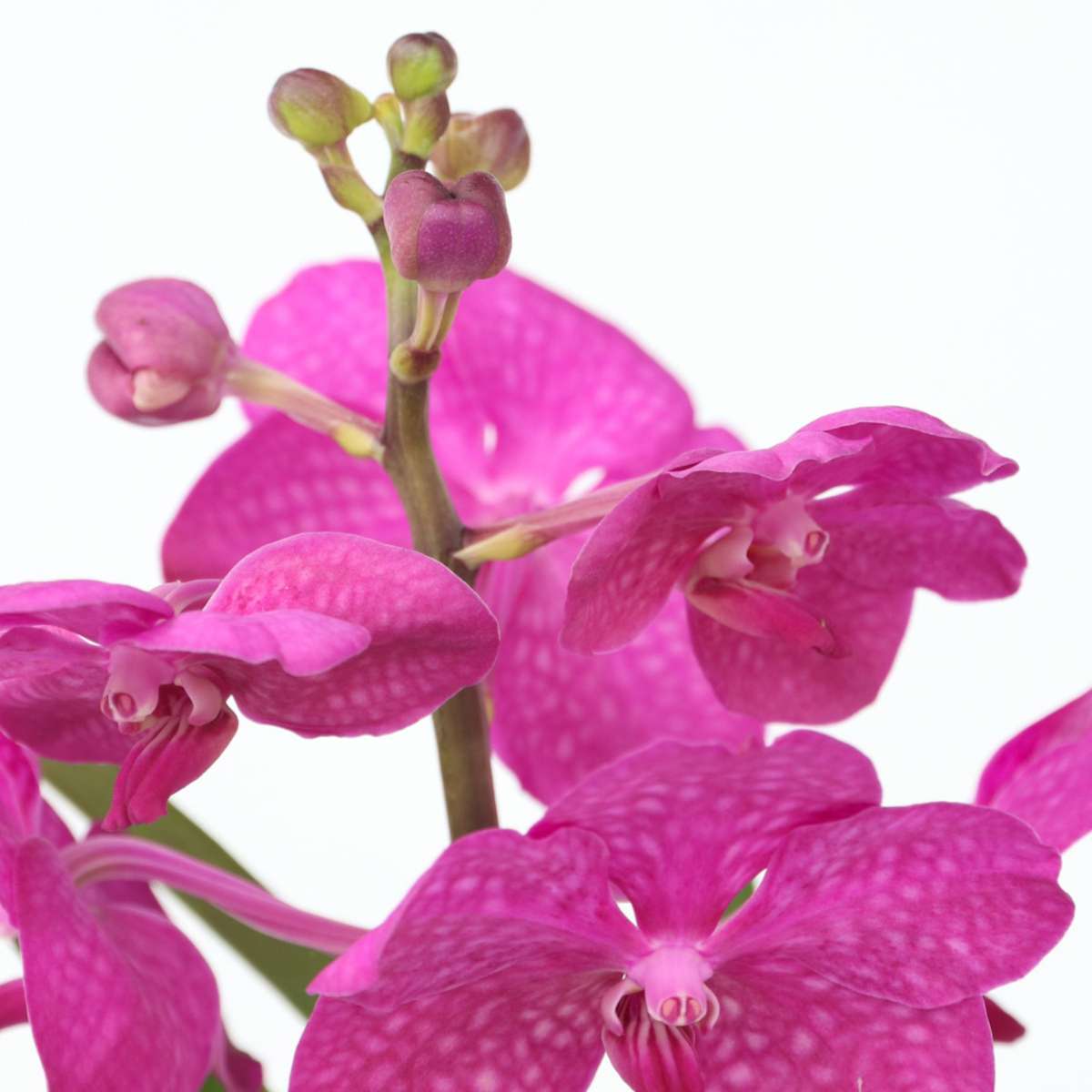 Vanda 'Bose' en vase - Orchidée - Cerise – Image 4
