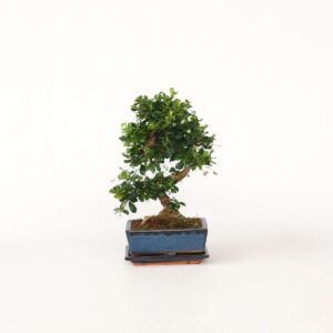 Bonsai 'Carmona' - S-Vormig - M