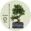 Bonsai 'Carmona' - S-Vormig - M – Image 3