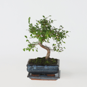 Bonsai taille M