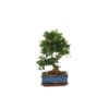 Bonsai 'Carmona' idée de cadeau