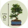 Bonsai 'Carmona' idée de cadeau – Image 3