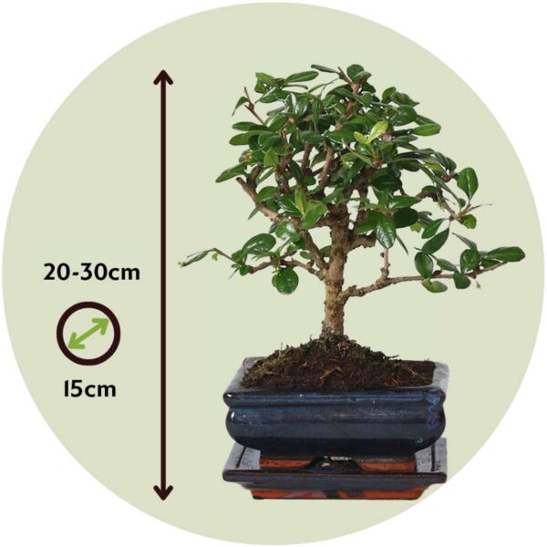 Bonsai 'Carmona Ball' - S – Image 3