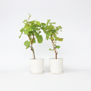 Vignes blanc et noir - 2 pieds