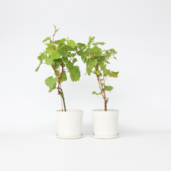 Vignes blanc et noir - 2 pieds