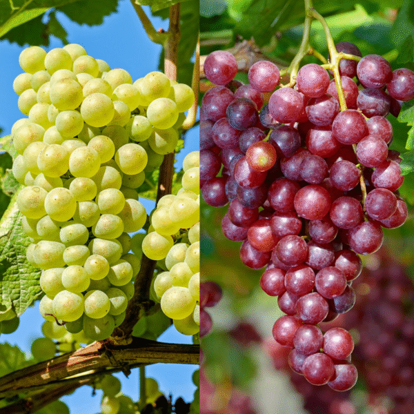Vignes blanc et noir - 2 pieds – Image 4
