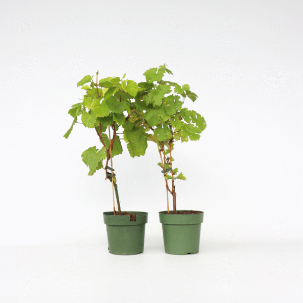 Vignes blanc et noir - 2 pieds – Image 5