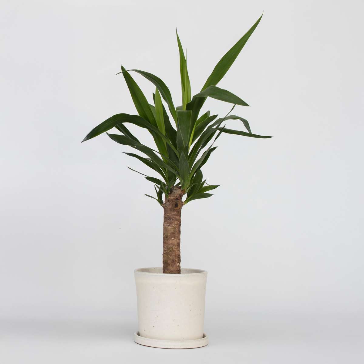 Yucca Elephantipes – Palmier d’intérieur